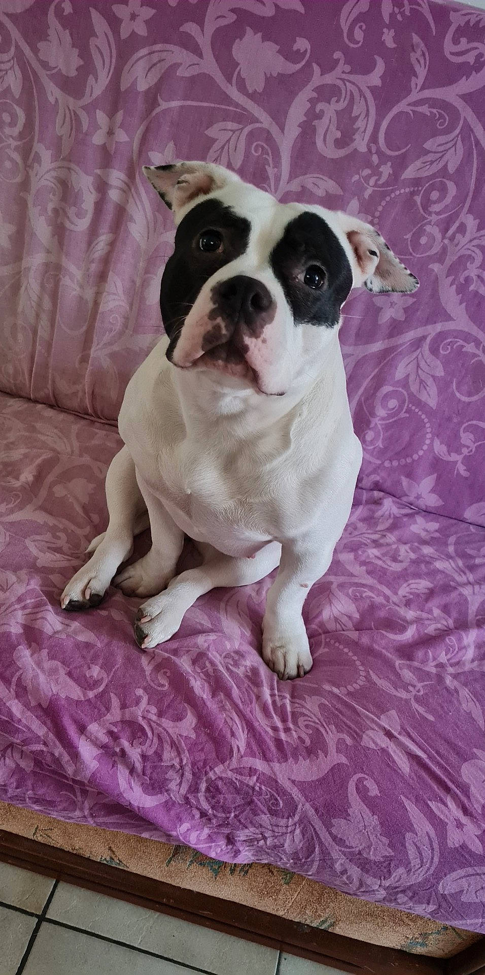 Bella a rejoint le concours — aidez-le/la à gagner de superbes lots ! art, bored, boston_terrier, canidae, carnivore, comfort, companion_dog, dog, dog_breed, fawn, flooring, grey, molosser, non_sporting_group, pink, purple, snout, sporting_group, toy_dog, working_animal