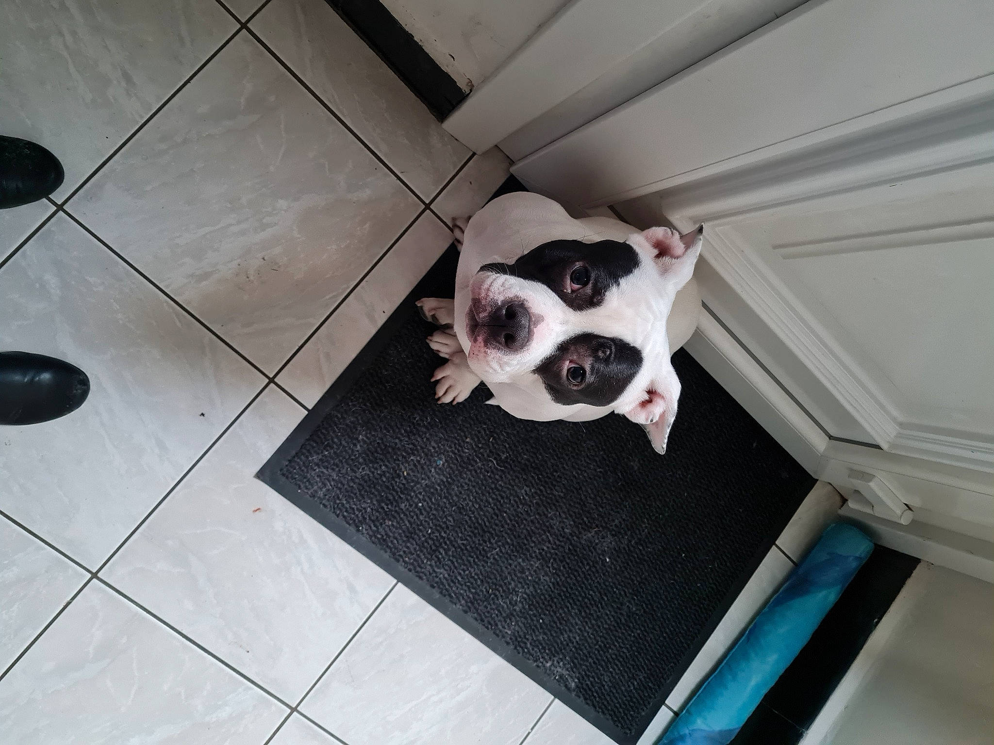 Bella a rejoint le concours — aidez-le/la à gagner de superbes lots ! carnivore, comfort, companion_dog, dog, dog_breed, dog_supply, fawn, floor, flooring, grey, hardwood, pattern, rectangle, room, snout, sporting_group, tile_flooring, toy_dog, wood, working_animal