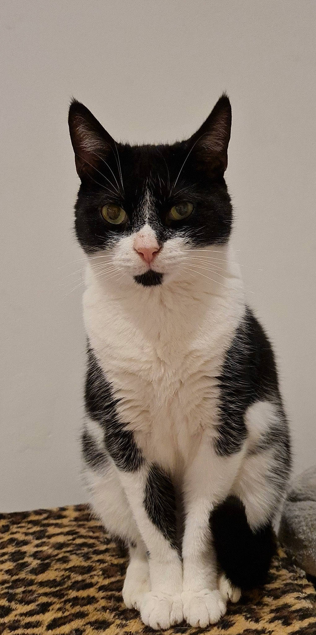 Réglisse participe au concours pour gagner de l'argent avec cette photo : carnivore, cat, domestic_short_haired_cat, felidae, formal_wear, fur, monochrome, monochrome_photography, paw, sitting, small_to_medium_sized_cats, snout, tail, terrestrial_animal, whiskers