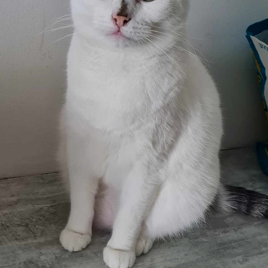 Nougat