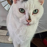 Nougat a rejoint le concours — aidez-le/la à gagner de superbes lots ! animal, cat, close_up, curious, cute, domestic, face, feline, fur, green_eyes, household, indoor, looking, mirror, pet, portrait, standing, whiskers, white_cat, wooden_surface