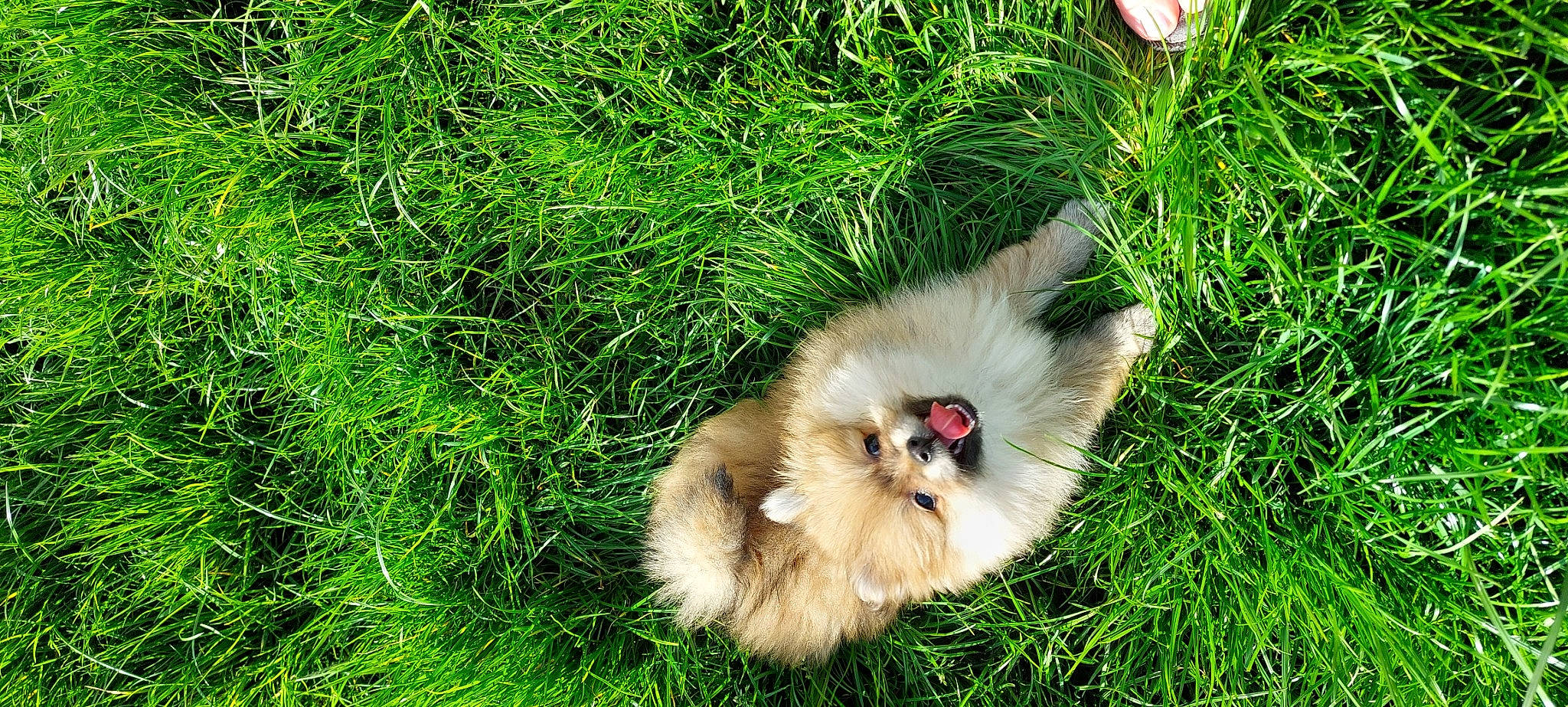 Leyä participe au concours pour gagner de l'argent avec cette photo : canidae, carnivore, cat, companion_dog, dog_breed, fawn, felidae, fur, german_spitz_klein, grass, groundcover, plant, small_to_medium_sized_cats, terrestrial_animal, whiskers, wildlife