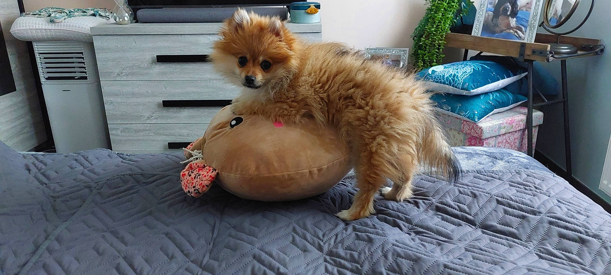 Leyä a rejoint le concours — aidez-le/la à gagner de superbes lots ! cabinetry, carnivore, companion_dog, dog_breed, fawn, felidae, flooring, fur, german_spitz, german_spitz_mittel, pomeranian, small_to_medium_sized_cats, snout, spitz, tail, terrestrial_animal, toy, toy_dog, volpino_italiano, whiskers