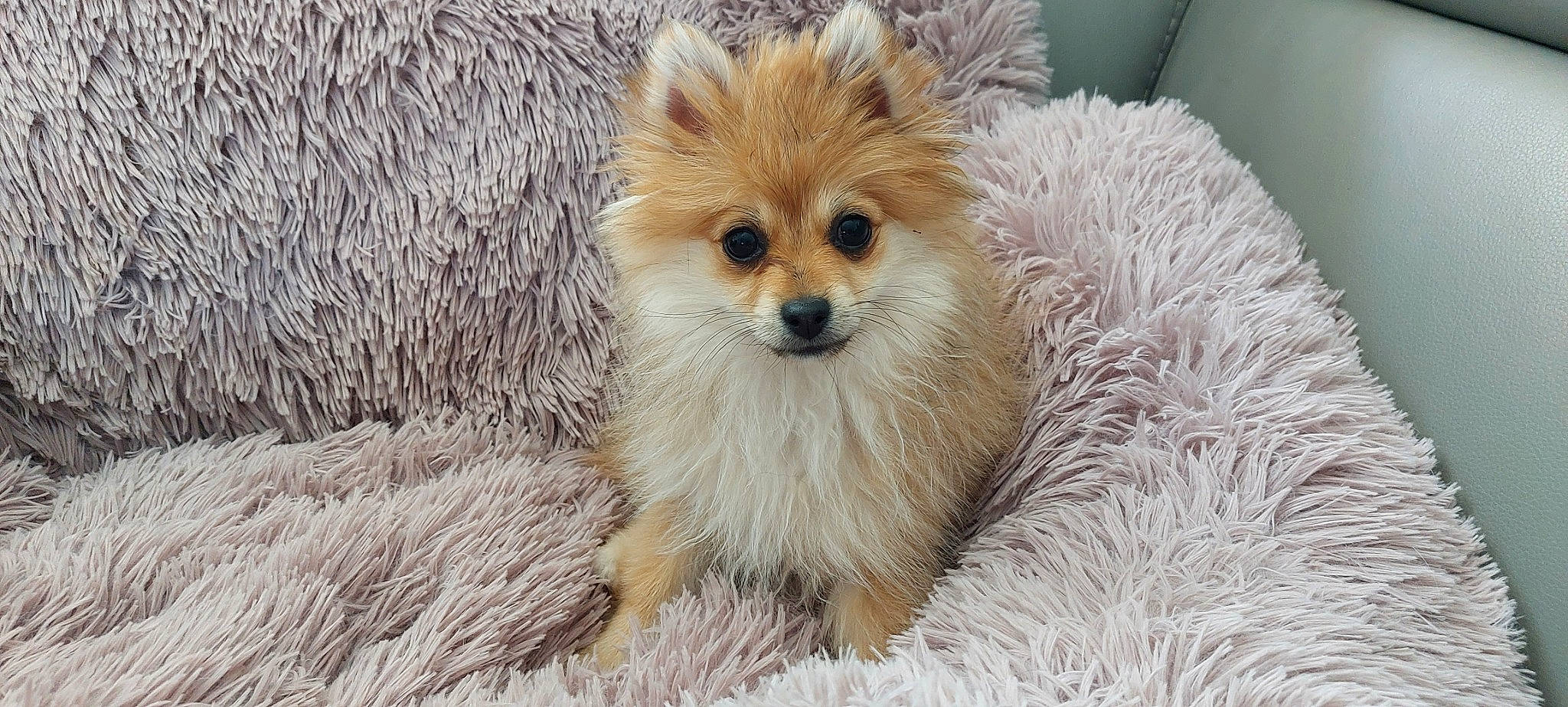 Leyä a rejoint le concours — aidez-le/la à gagner de superbes lots ! canidae, carnivore, companion_dog, dog, dog_breed, dog_supply, fawn, fur, german_spitz, german_spitz_klein, german_spitz_mittel, pomeranian, snout, spitz, sporting_group, terrestrial_animal, toy_dog, volpino_italiano, whiskers, working_animal