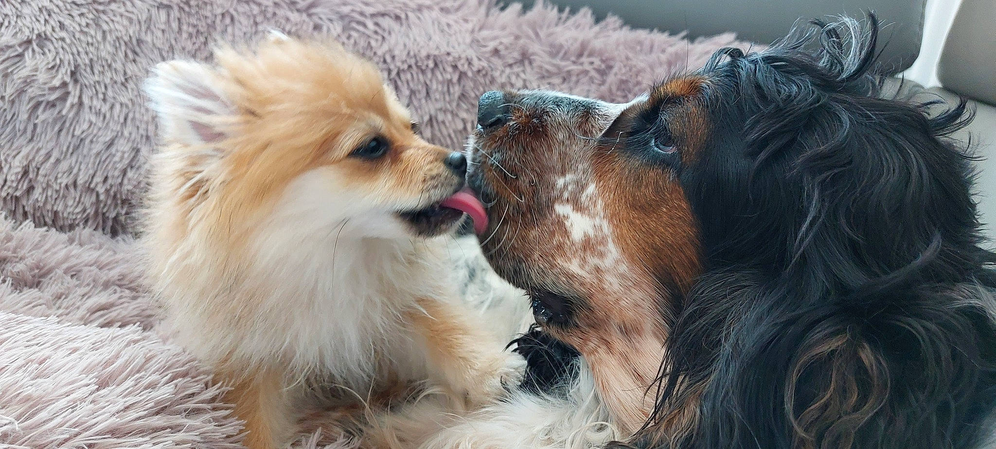 Leyä participe au concours pour gagner de l'argent avec cette photo : canidae, carnivore, collar, companion_dog, dog, dog_breed, dog_supply, fawn, fur, german_spitz, liver, plant, pomeranian, snout, spitz, sporting_group, terrestrial_animal, toy_dog, whiskers, working_animal