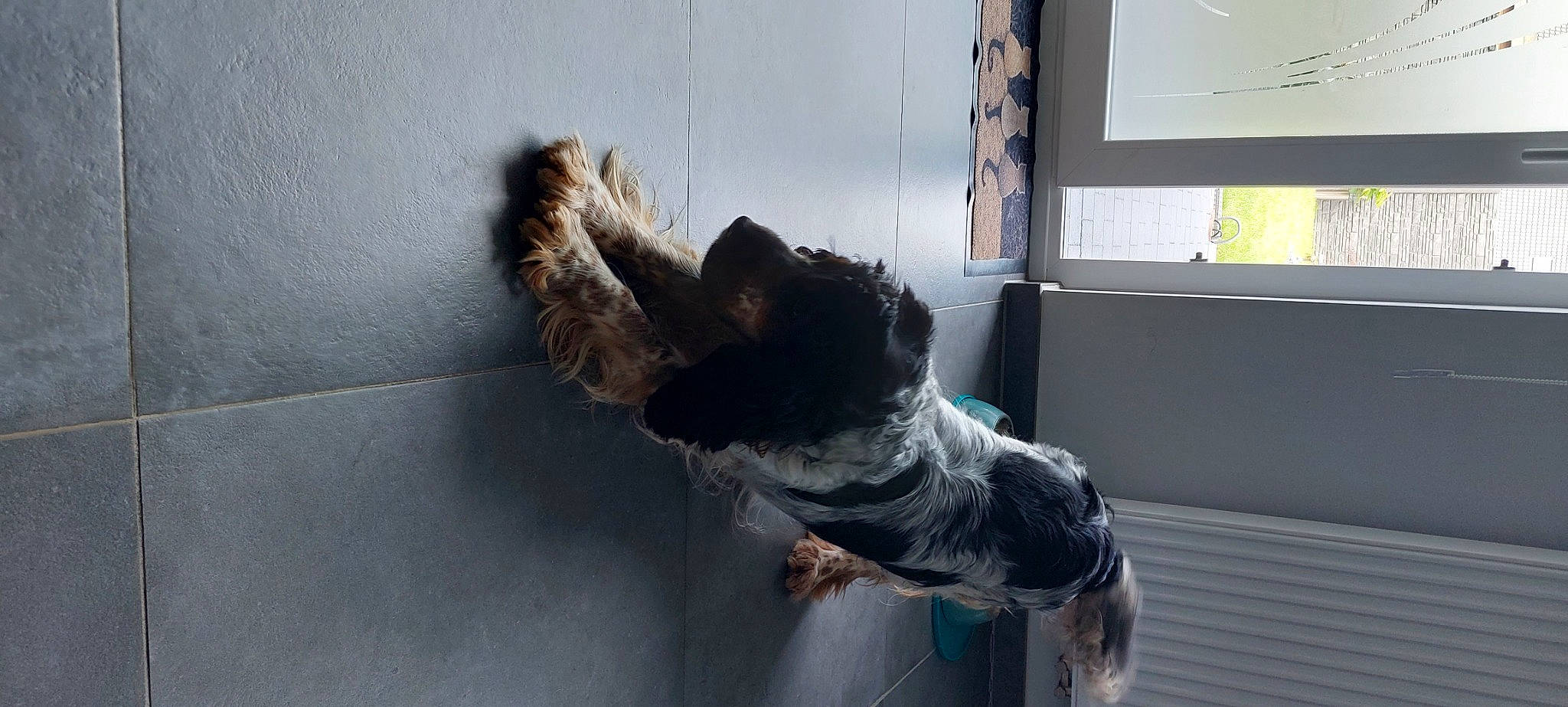 Leyä a rejoint le concours — aidez-le/la à gagner de superbes lots ! canidae, carnivore, companion_dog, dog, dog_breed, felidae, fur, liver, non_sporting_group, snout, sporting_group, tail, window, wood