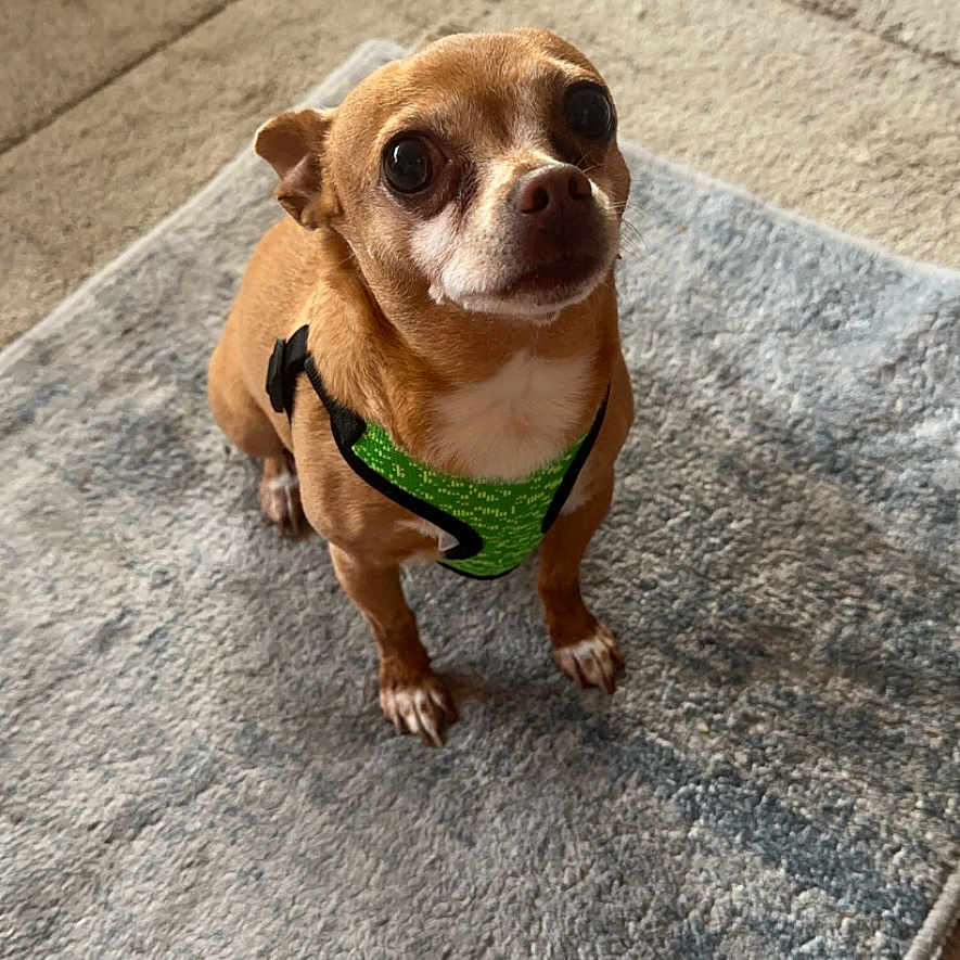 Jj is registered to the contest to win money with this photo: accessories, animal, bodypart, bulldog, canine, chihuahua, clothing, dog, footwear, frenchbulldog, hound, leash, person, pet, pitbull, puppy, sandal, shoe, strap, toe