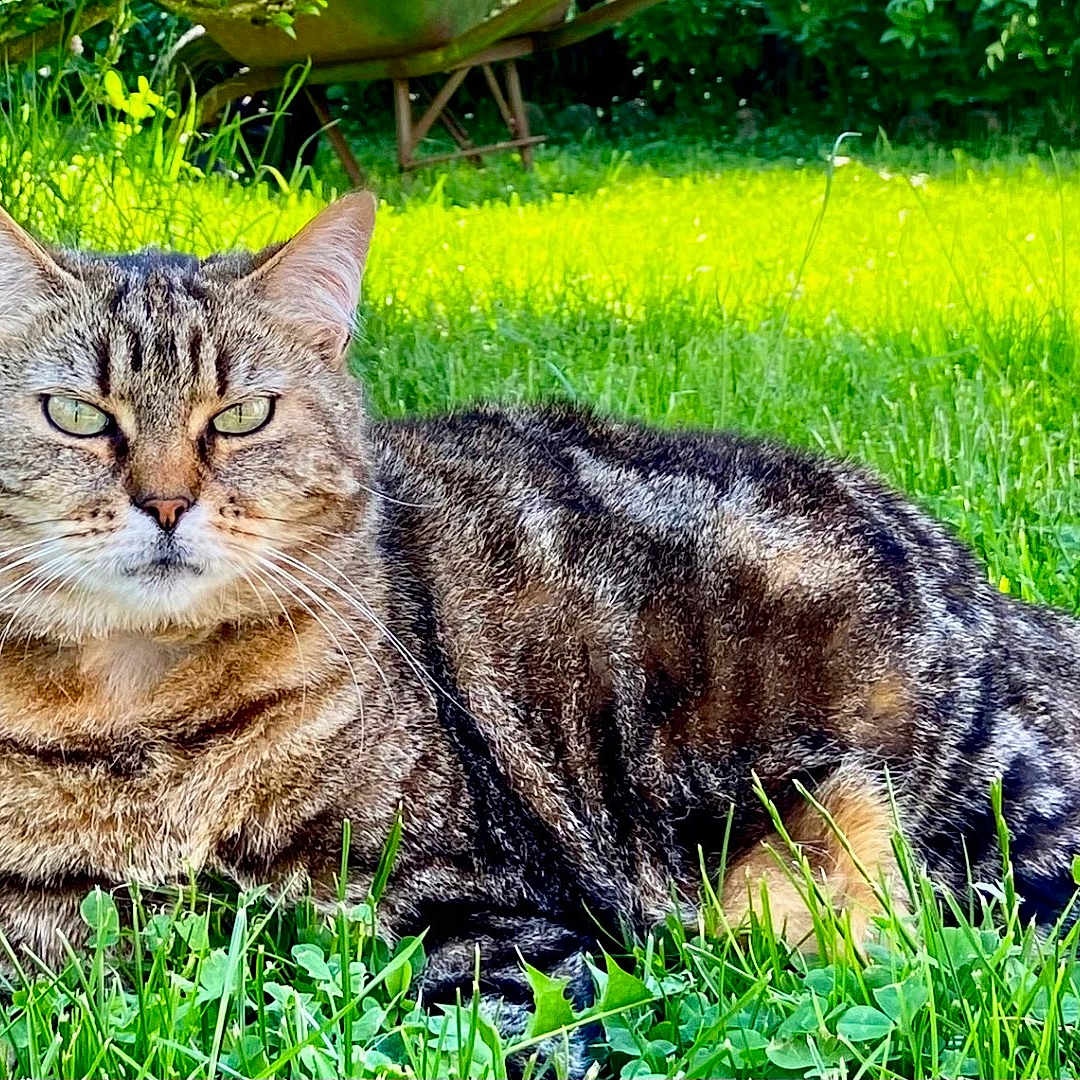 Minette participe au concours pour gagner de l'argent avec cette photo : animal, cat, ears, feline, flora, fur, garden, grass, greenery, leaf, mammal, nature, outdoor, pet, plant, relaxed, resting, sunlight, tabby, whiskers