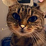 Minette a rejoint le concours — aidez-le/la à gagner de superbes lots ! cat, tabby, close_up, face, whiskers, ram_horns_filter, sparkles, person, bunny_ears_filter, selfie, cute, pet, indoor, animal, feline, portrait, digital_filter, fun, playful, eyes