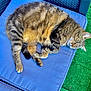 Minette a rejoint le concours — aidez-le/la à gagner de superbes lots ! cat, tabby, sleeping, cushion, blue, chair, woven_chair, outdoor, pet, feline, fur, relaxed, resting, green_turf, paw, whiskers, animal, cozy, cute, domestic_animal