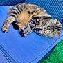 cat, tabby, sleeping, paw, outdoor, chair, cushion, blue, fur, pet, relaxing, green_grass, whiskers, cozy, resting, animal, cute, soft, napping, domestic_cat