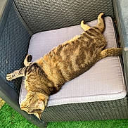 Minette participe au concours pour gagner de l'argent avec cette photo : cat, tabby_cat, outdoor, chair, cushion, furniture, pet, relaxed, stretching, green_grass, woven_texture, animal, resting, sunlight, daylight, nature, domestic_cat, mammal, cute, sleeping