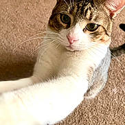 Bunni joined the competition — help win amazing prizes! animal, carpet, cat, close_up, curious, cute, domestic, ears, eyes, feline, household, indoor, nose, paw, pet, stretching, tabby, tail, whiskers, white_fur