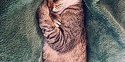 Autumn is registered to the contest to win money with this photo: cat, tabby_cat, sleeping, cozy, blanket, fur, pet, animal, resting, cute, domestic_cat, soft, relaxing, whiskers, ears, paws, striped, warm, indoor, comfortable