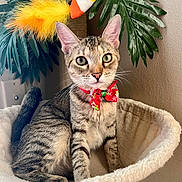 Autumn is registered to the contest to win money with this photo: cat, tabby, bow_tie, pet, indoor, cat_bed, toy, feather, plant, greenery, fur, whiskers, ears, eyes, paws, tail, cozy, holiday, decor, feline