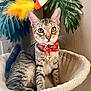 bow_tie, cat, cat_bed, cozy, decor, ears, eyes, feather, feline, fur, greenery, holiday, indoor, paws, pet, plant, tabby, tail, toy, whiskers