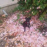 Tiki participe au concours pour gagner de l'argent avec cette photo : dog, black_dog, flower_petals, pink_petals, bush, green_leaves, garden, outdoor, nature, collar, pet, animal, sitting, ground, plants, flora, spring, soft_focus, blurry, daylight