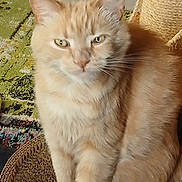 Doudou participe au concours pour gagner de l'argent avec cette photo : animal, background, carpet, cat, closeup, cute, domestic_cat, feline, fluffy, fur, green_eyes, home, indoor, orange_cat, pet, relaxed, scratching_post, sitting, texture, whiskers