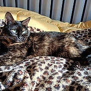 Nutsie a rejoint le concours — aidez-le/la à gagner de superbes lots ! animal, bed, blanket, cat, cozy, fur, green_eyes, indoor, leopard_print, pet, relaxed, resting, sleepy, soft_texture, striped, sunlight, tail, tortoiseshell, whiskers, yellow_cushion