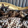 animal, bed, blanket, cat, cozy, fur, green_eyes, indoor, leopard_print, pet, relaxed, resting, sleepy, soft_texture, striped, sunlight, tail, tortoiseshell, whiskers, yellow_cushion