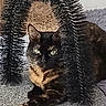 animal, carpet, cat, cat_scratch_post, claws, cozy, ear, eyes, feline, fur, furniture, home, indoor, paws, pet, relaxed, resting, scratcher, tortoiseshell_cat, whiskers