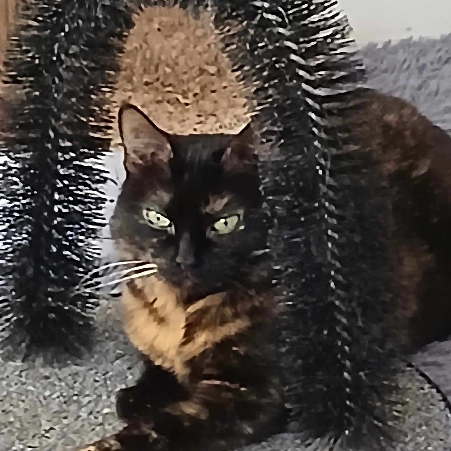 Nutsie