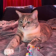 Cali joined the competition — help win amazing prizes! cat, feline, pet, animal, tabby, gray_cat, white_chest, green_eyes, whiskers, ears, paw, lying_down, bed, blanket, bedroom, pillows, curtains, red_lighting, beaded_toy, indoor