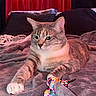 cat, feline, pet, animal, tabby, gray_cat, white_chest, green_eyes, whiskers, ears, paw, lying_down, bed, blanket, bedroom, pillows, curtains, red_lighting, beaded_toy, indoor