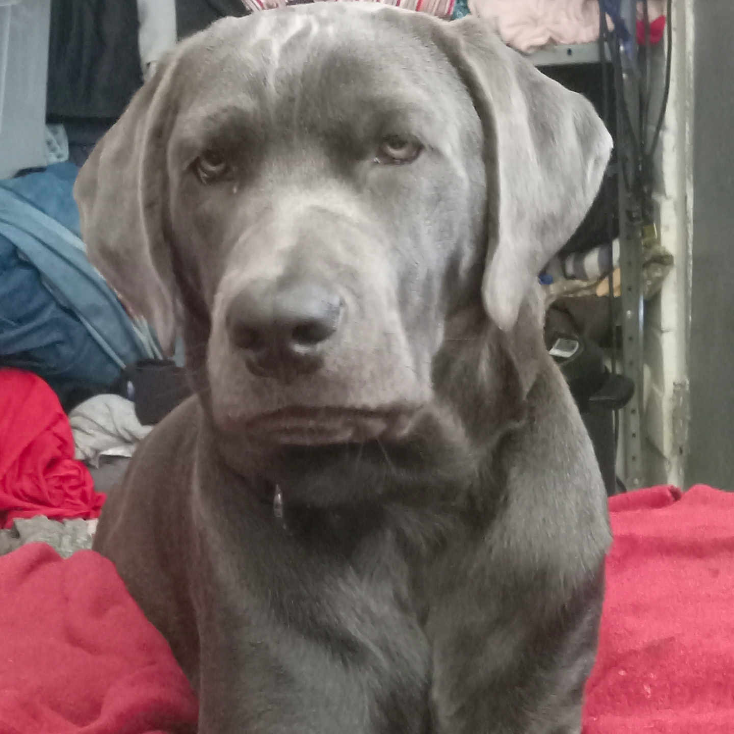 Darth Vader is registered to the contest to win money with this photo: animal, blanket, bulldog, canine, cushion, dog, greatdane, homedecor, hound, labradorretriever, pet, pitbull, pointer, puppy