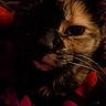 animal, cat, close_up, cozy, cute, dark, dim_lighting, ears, face, feline, fur, indoor, mystery, pet, portrait, resting, shadow, sleepy, tortoiseshell, whiskers