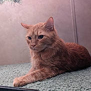 Johnny Bravo is registered to the contest to win money with this photo: animal, carpet, cat, close_up, cozy, ears, feline, fur, ginger_cat, green_carpet, home, indoor, looking_away, mammal, pet, plant, relaxed, resting, wall, whiskers