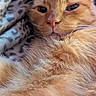 Johnny Bravo joined the competition — help win amazing prizes! animal, blanket, cat, close_up, comfort, cozy, cute, ears, face, feline, fluffy, fur, indoor, orange_cat, pet, relaxed, resting, sleepy, soft, whiskers