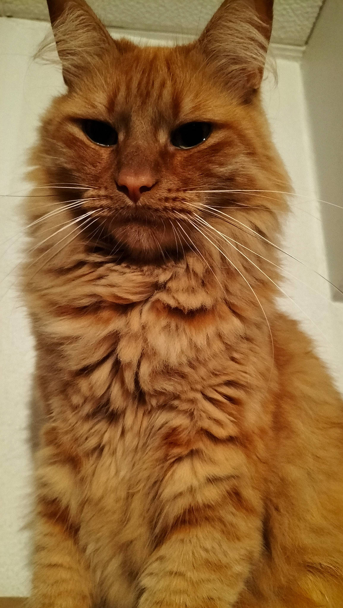 Ruby a rejoint le concours — aidez-le/la à gagner de superbes lots ! british_longhair, carnivore, cat, eye, fawn, felidae, fur, hair, small_to_medium_sized_cats, snout, tail, terrestrial_animal, whiskers