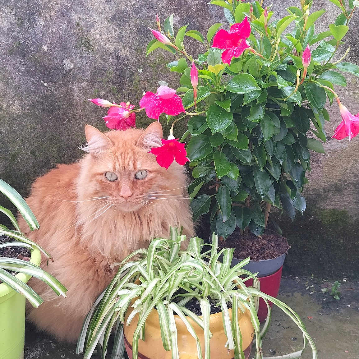 Ruby