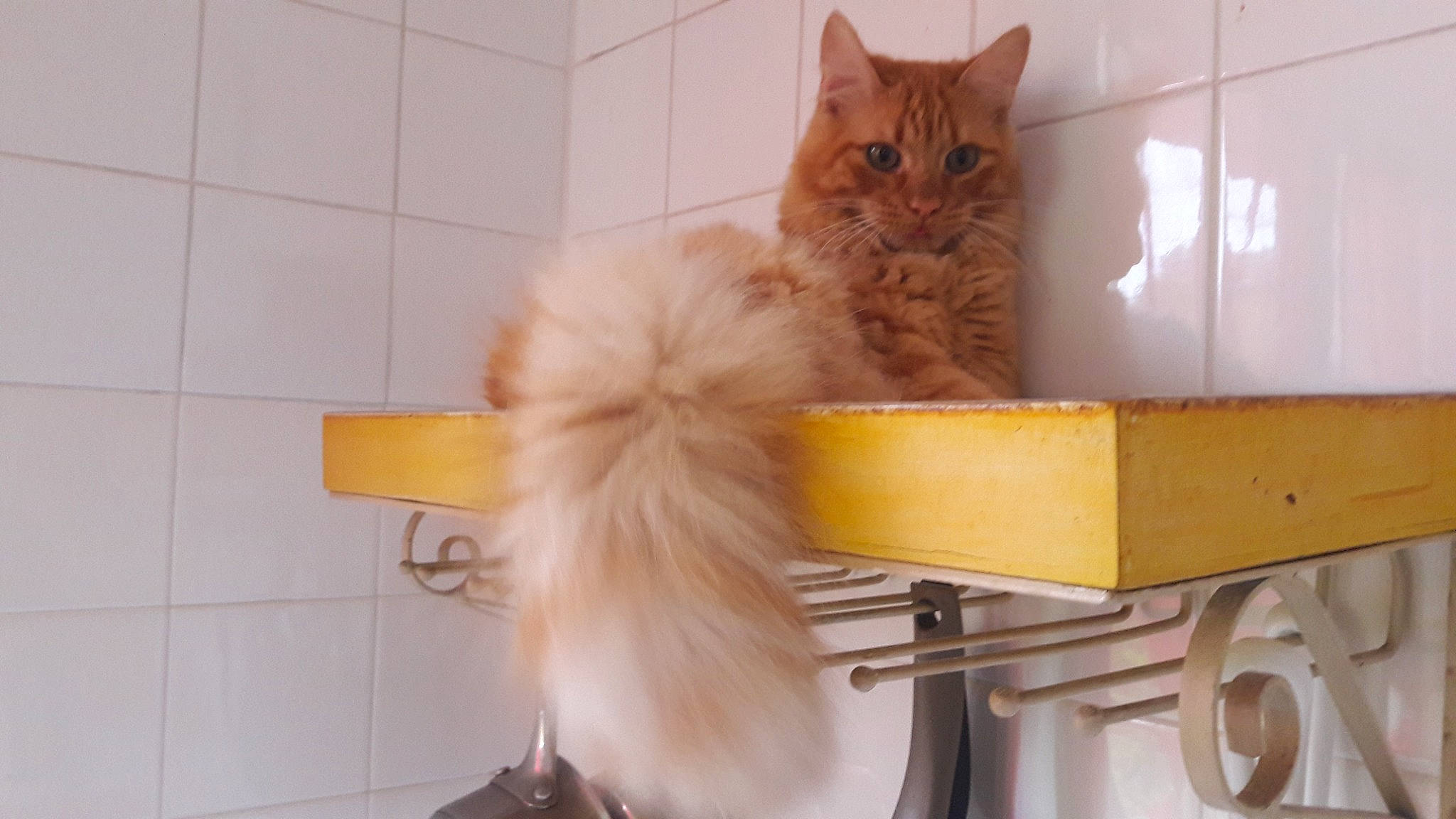 Ruby participe au concours pour gagner de l'argent avec cette photo : animal_shelter, box, cardboard, carnivore, cat, cat_supply, domestic_short_haired_cat, fawn, felidae, flooring, fur, packaging_and_labeling, paw, shipping_box, small_to_medium_sized_cats, snout, tail, tile_flooring, whiskers, wood