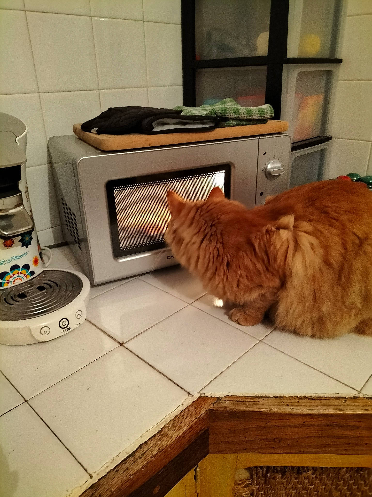 Ruby participe au concours pour gagner de l'argent avec cette photo : carnivore, companion_dog, dog_breed, door, felidae, floor, flooring, fur, gas, hardwood, home_appliance, kitchen_appliance, liver, major_appliance, small_to_medium_sized_cats, stove, tail, whiskers, wood, wood_burning_stove