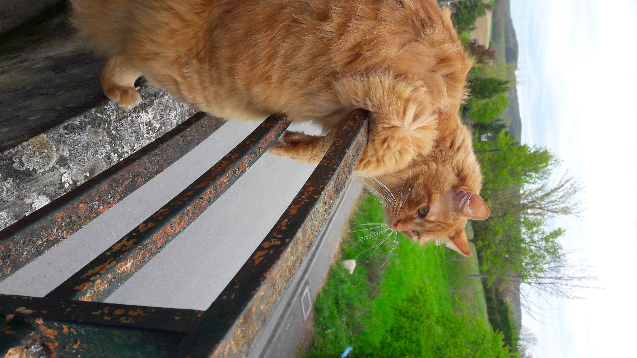 Ruby a rejoint le concours — aidez-le/la à gagner de superbes lots ! canidae, carnivore, cat, dog_breed, fawn, felidae, fur, grass, hardwood, livestock, plant, sky, small_to_medium_sized_cats, snout, sporting_group, tail, tree, trunk, whiskers, wood