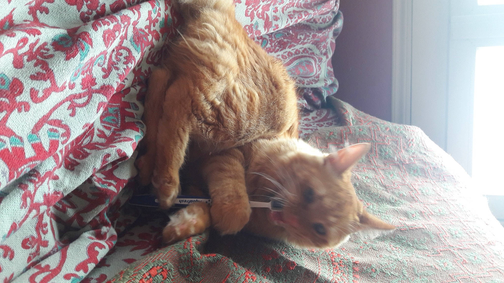 Ruby a rejoint le concours — aidez-le/la à gagner de superbes lots ! canidae, carnivore, cat, claw, comfort, domestic_short_haired_cat, fawn, felidae, fur, human_leg, linens, nap, paw, room, small_to_medium_sized_cats, snout, tail, textile, whiskers, wood