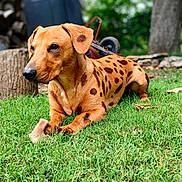 Enzo is registered to the contest to win money with this photo: dog, animal, pet, grass, bone, outdoor, nature, canine, mammal, brown, spotted, lawn, chewing, relaxed, daylight, tree, backyard, fur, ears, snout