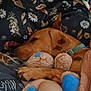 Enzo is registered to the contest to win money with this photo: dog, sleeping, plush_toy, teddy_bear, blue_paws, floral_pillow, blanket, arm, resting, indoor, cozy, brown_dog, collar, closeup, comfort, cuddling, relaxation, animal, pet, soft