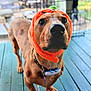 Enzo joined the competition — help win amazing prizes! dog, pet, animal, orange_hat, pumpkin_hat, porch, wooden_floor, brown_dog, spots, collar, outdoor, cute, costume, festive, looking_up, close_up, daylight, domestic_animal, playful, adorable