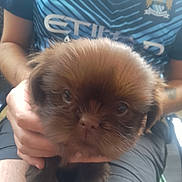 Boumsong a rejoint le concours — aidez-le/la à gagner de superbes lots ! puppy, dog, brown_fur, cute, pet, animal, person, hand, holding, sports_jersey, blue_clothing, shorts, indoor, closeup, face, fur, eyes, legs, sitting, young