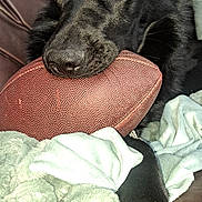 Mosley is registered to the contest to win money with this photo: dog, black_dog, football, pet, close_up, indoor, couch, blanket, paw, fur, animal, resting, cozy, brown_football, soft_texture, domestic_animal, looking, relaxed, household, furniture
