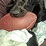dog, black_dog, football, pet, close_up, indoor, couch, blanket, paw, fur, animal, resting, cozy, brown_football, soft_texture, domestic_animal, looking, relaxed, household, furniture