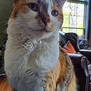 Kitty joined the competition — help win amazing prizes! cat, calico_cat, indoor, close_up, fur, whiskers, window, chair, living_room, pet, animal, curious, soft_light, domestic_cat, feline, portrait, cozy, background, orange, white