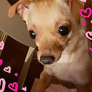 Peanut is registered to the contest to win money with this photo: dog, puppy, close_up, small_dog, brown_fur, cute, pet, indoors, heart_doodles, love, animal, face, ears, dark_eyes, snout, whiskers, furry, adorable, playing, background_blur