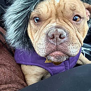 Nova joined the competition — help win amazing prizes! dog, pet, close_up, fur_hood, purple_jacket, car_interior, brown_fur, canine, portrait, seat, animal, cute, indoors, looking_at_camera, warm_clothing, furry, expression, snout, ears, companion