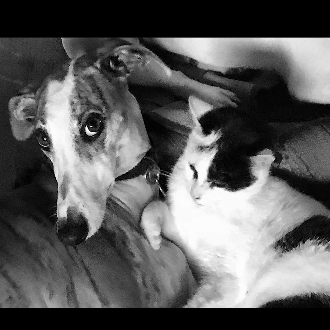 June participe au concours pour gagner de l'argent avec cette photo : animal, bulldog, canine, cat, chair, couch, dog, face, furniture, head, hound, husky, indoors, kitten, person, pet, photography, portrait, puppy, snout