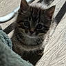Sofia joined the competition — help win amazing prizes! kitten, cat, tabby, pet, animal, cute, feline, indoor, floor, wood, sunlight, shadow, blanket, curious, young, whiskers, ears, tail, domestic, fur