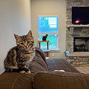 Sofia joined the competition — help win amazing prizes! kitten, cat, tabby, couch, living_room, window, cat_tree, fireplace, television, indoor, pet, feline, curious, brown, stone, cozy, home, blinds, furniture, animal